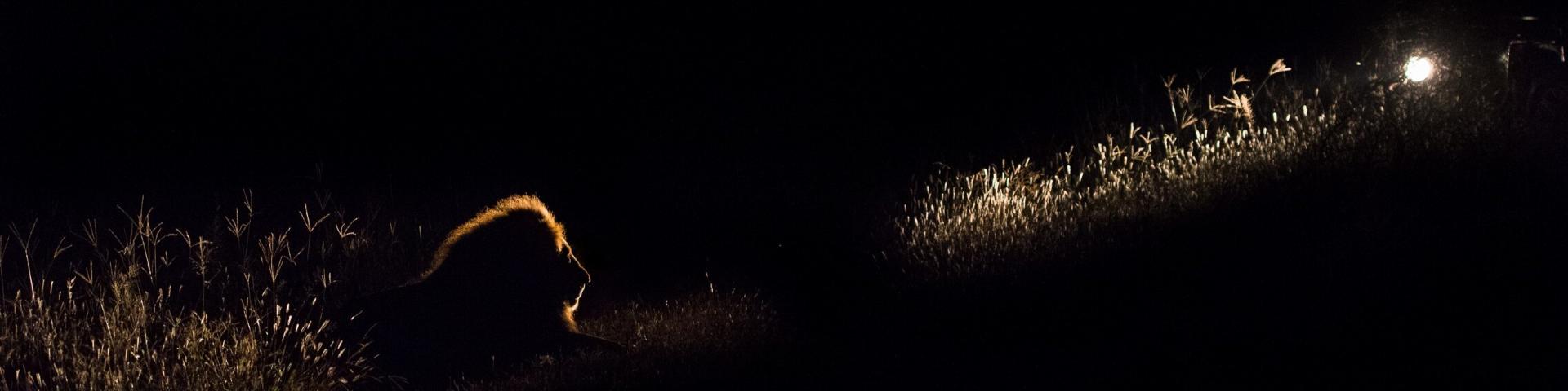 Nocne safari w Tanzanii i Kenii - ekscytująca przygoda w Afryce